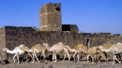 Camels at the Barracks